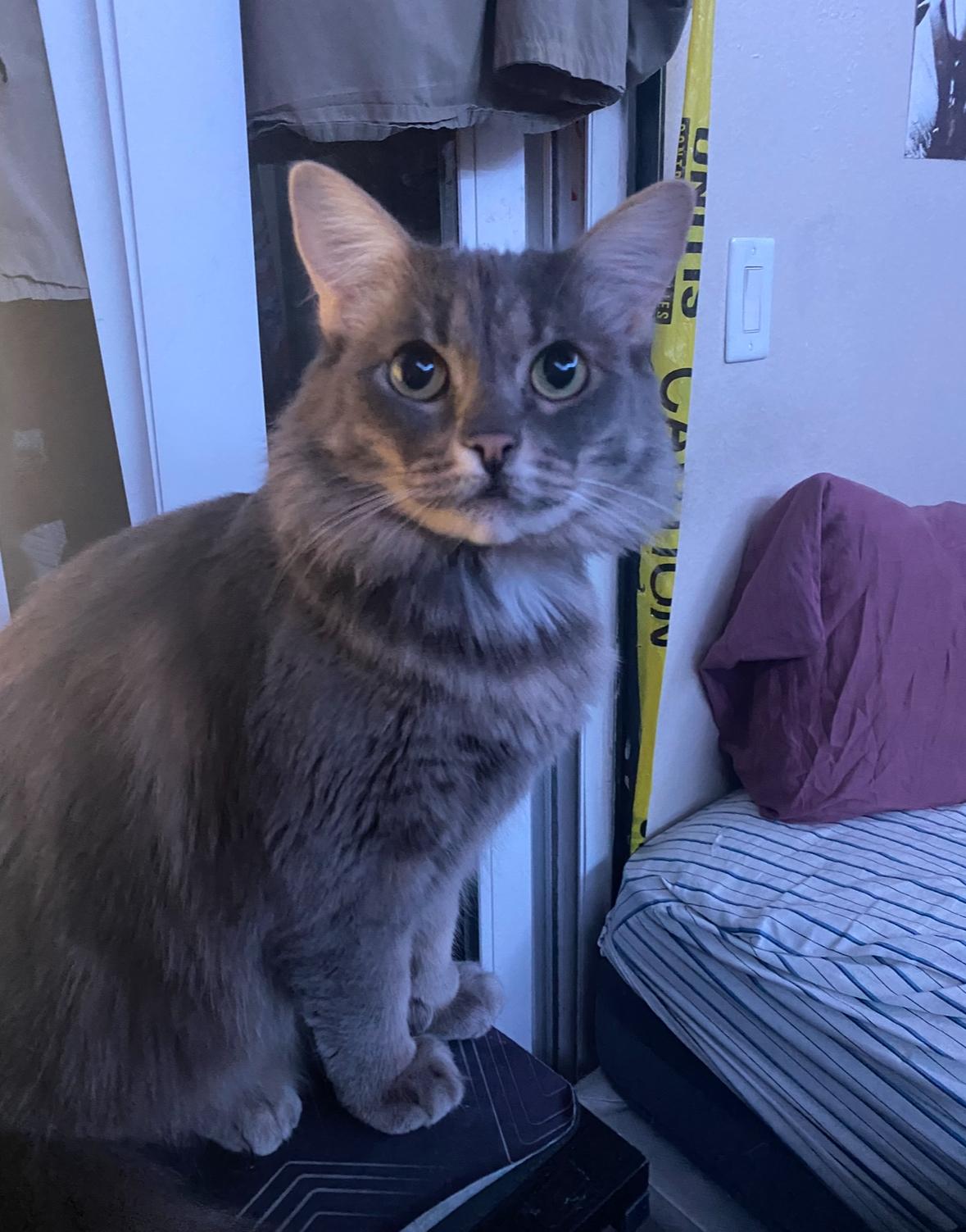 Enlarge Luna, a Adoptable Domestic Long Hair in San Diego, CA image 2/4