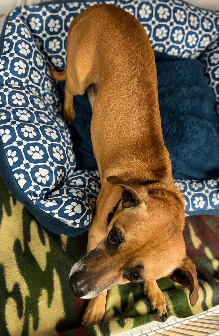 Floyd Mayweather, Adoptable, Adult Male Dachshund.