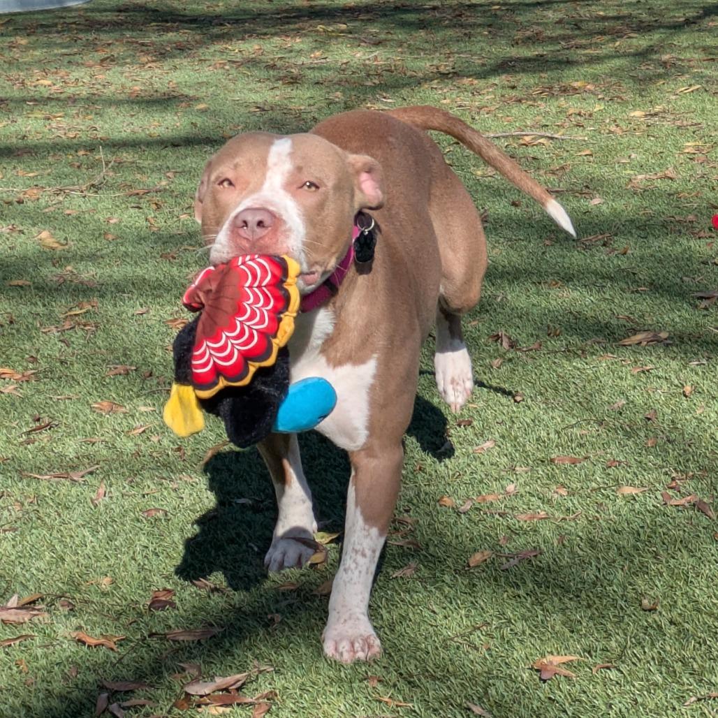 Enlarge Gingerbread, a Adoptable Pit Bull Terrier in Buellton, CA image 3/6