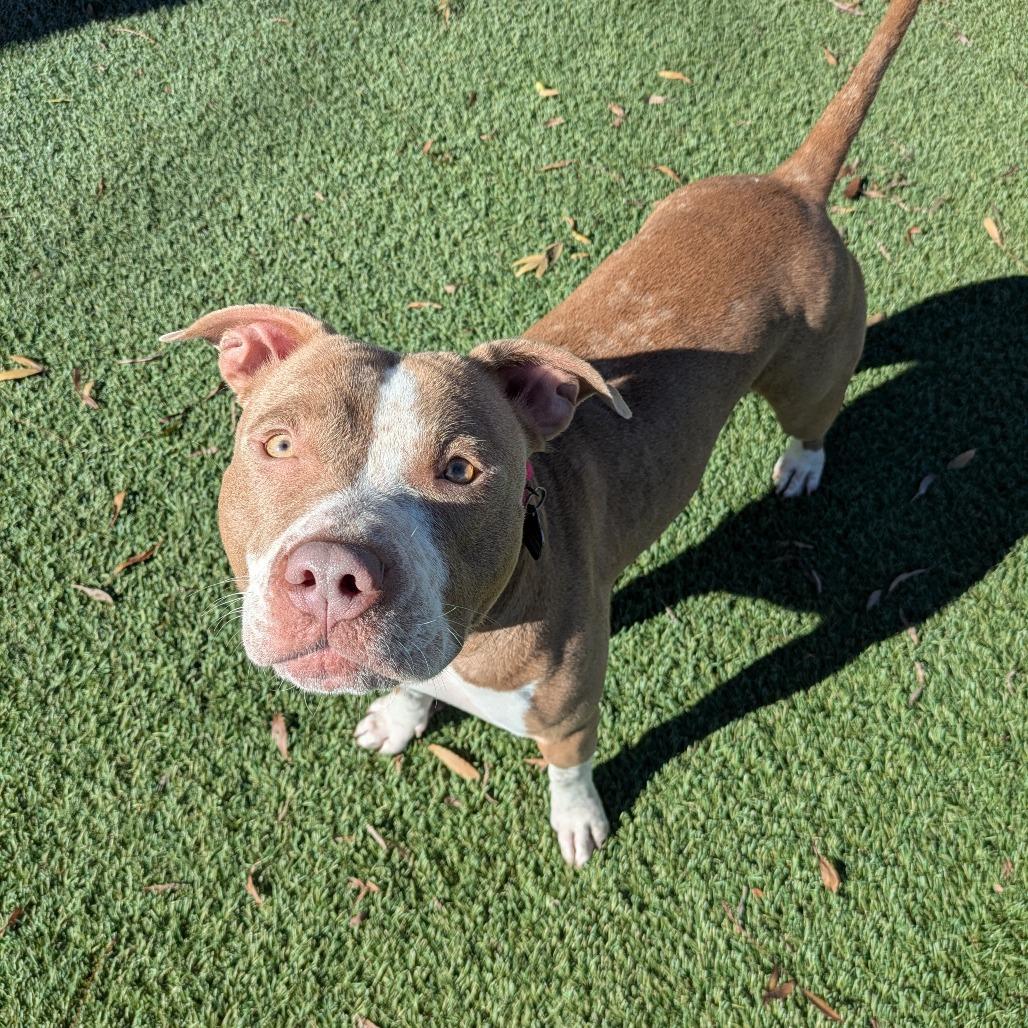 Enlarge Gingerbread, a Adoptable Pit Bull Terrier in Buellton, CA image 4/6