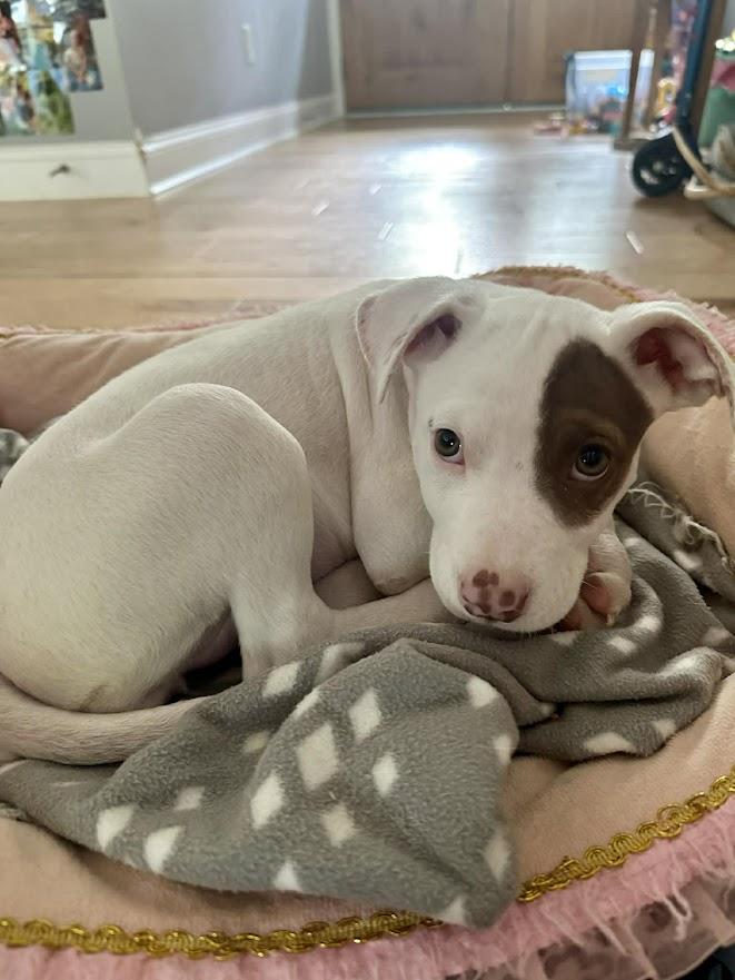 Enlarge Terra, a ADOPTABLE mixed breed in Shermans Dale, PA image 3/6