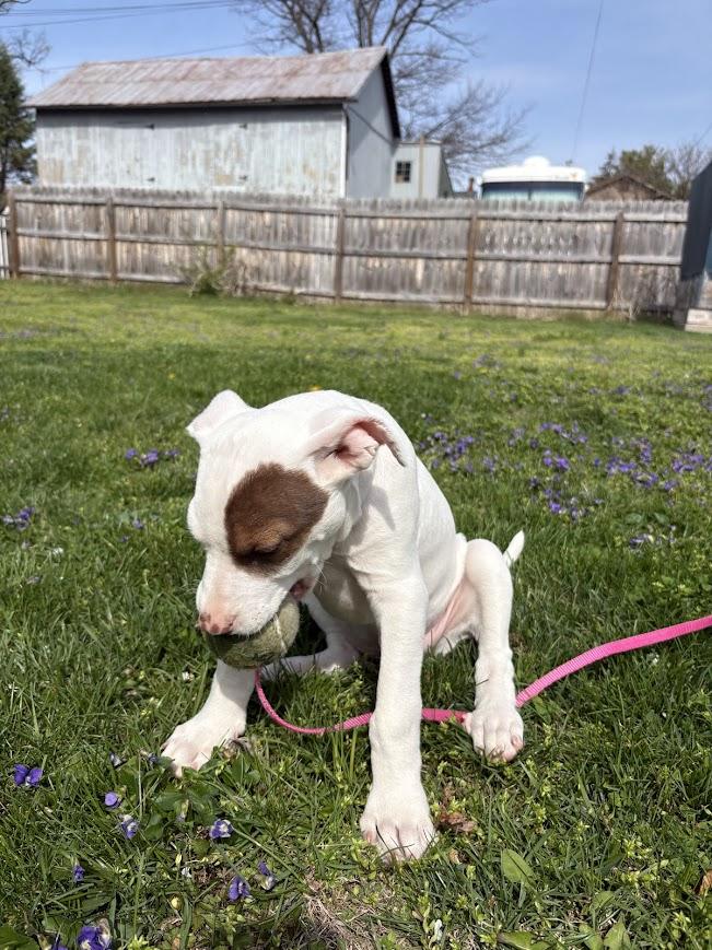 Enlarge Terra, a ADOPTABLE mixed breed in Shermans Dale, PA image 4/6