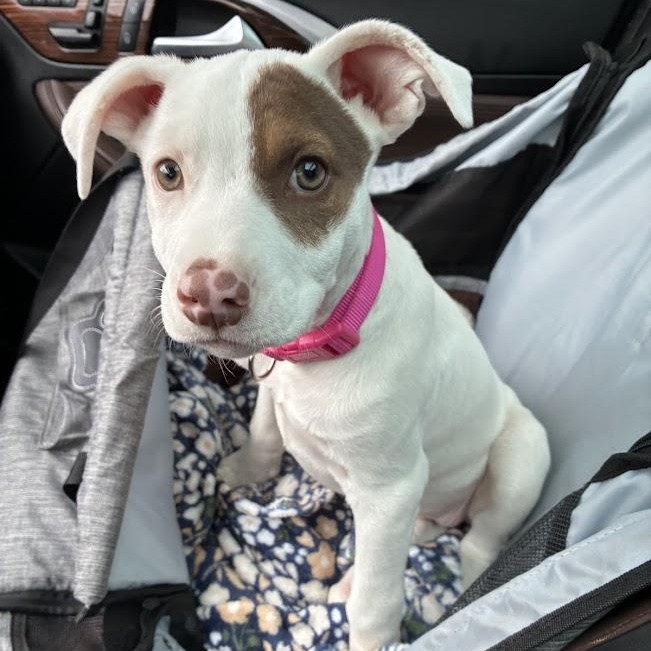 Enlarge Terra, a ADOPTABLE mixed breed in Shermans Dale, PA image 2/6