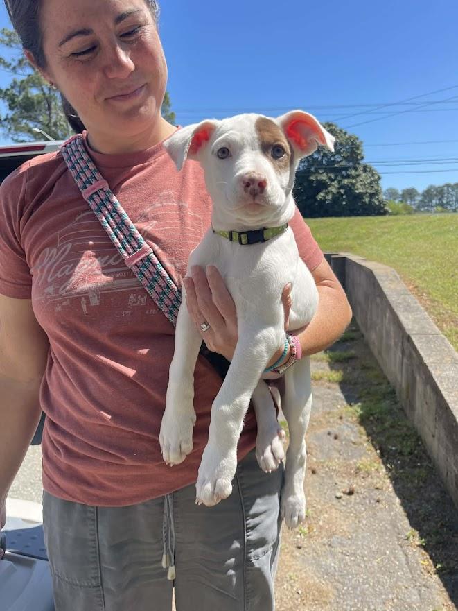 Enlarge Terra, a ADOPTABLE mixed breed in Shermans Dale, PA image 6/6