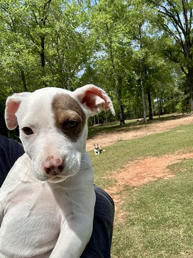 Enlarge Terra, a ADOPTABLE mixed breed in Shermans Dale, PA image 5/6