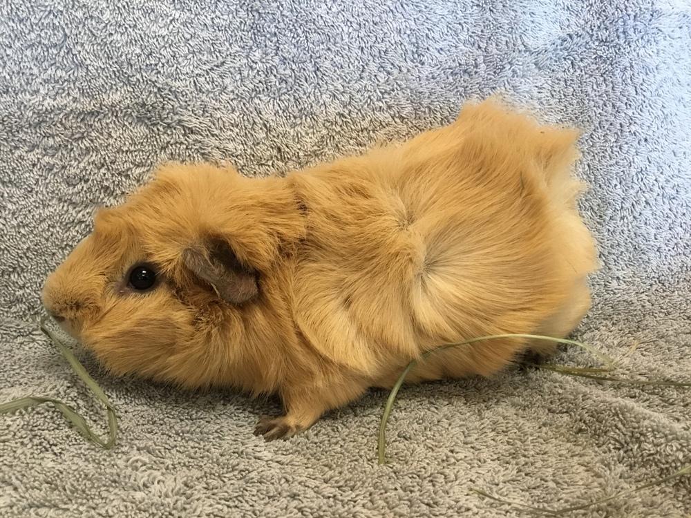 Stern ( Bonded to Rental), Adoptable, Adult Male Guinea Pig.