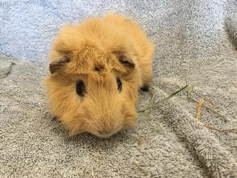 Stern ( Bonded to Rental), a Adoptable Guinea Pig in San Diego, CA image 3/4