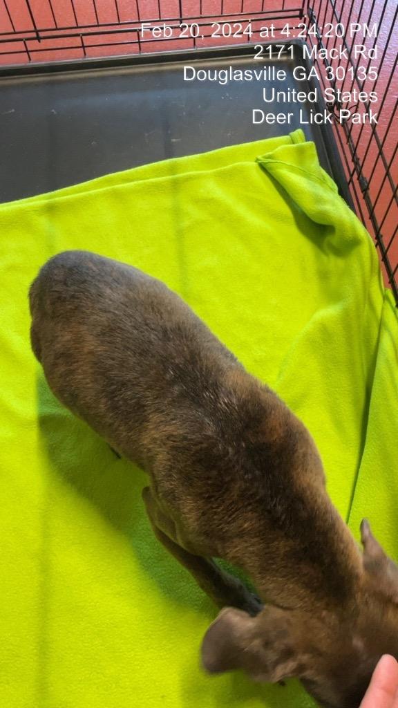 Zach (Max), Adoptable, Adult Male Mixed Breed.