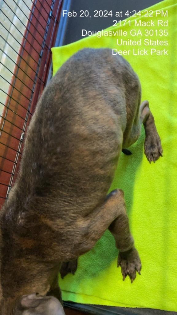 Enlarge Zach (Max), a Adoptable mixed breed in Douglasville, GA image 2/6