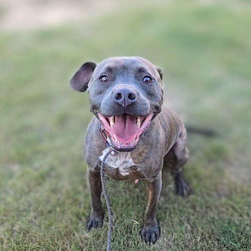 Enlarge Zach (Max), a Adoptable mixed breed in Douglasville, GA image 3/6