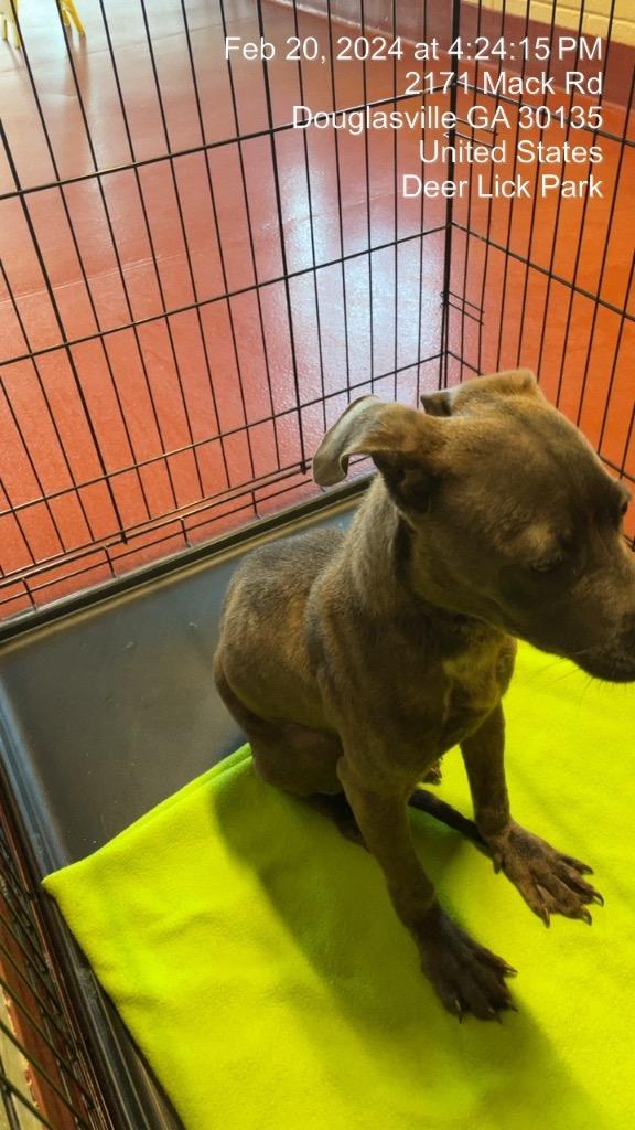 Enlarge Zach (Max), a Adoptable mixed breed in Douglasville, GA image 2/6