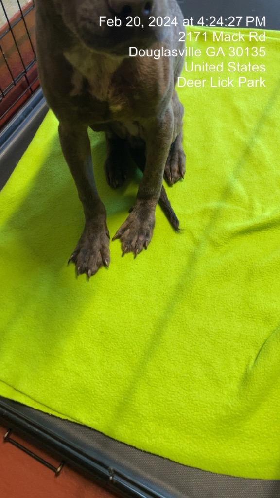 Enlarge Zach (Max), a Adoptable mixed breed in Douglasville, GA image 3/6