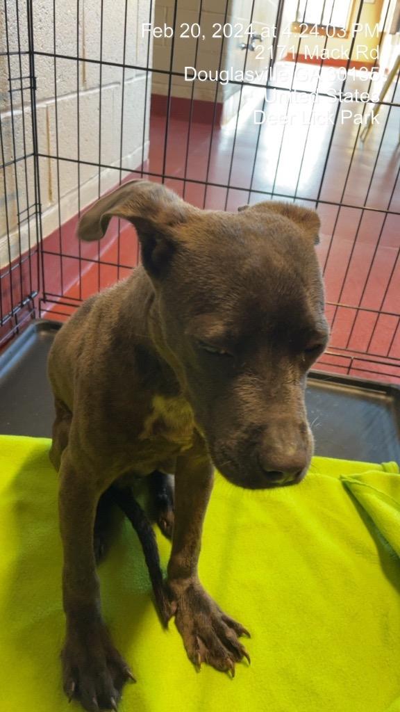 Enlarge Zach (Max), a Adoptable mixed breed in Douglasville, GA image 5/6