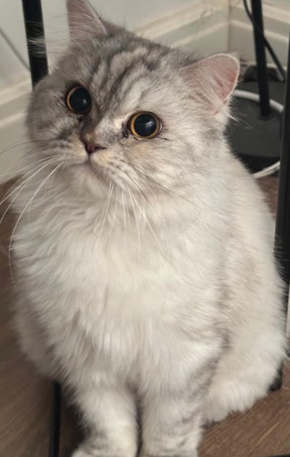 Basbousa, Adoptable, Adult Female Persian.