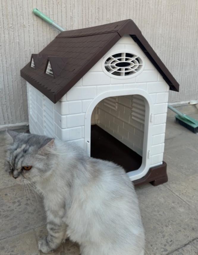 Enlarge Basbousa, a Adoptable mixed breed in Calgary, AB image 3/3