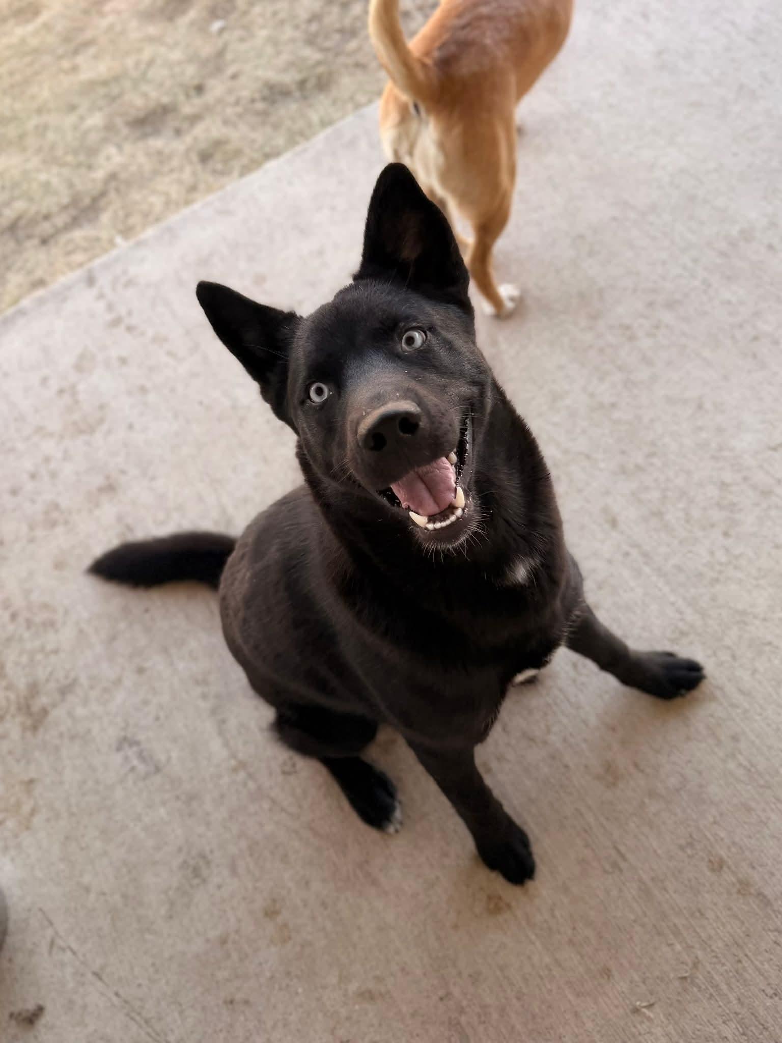 Yin, a ADOPTABLE mixed breed in Luling, TX image 1/6