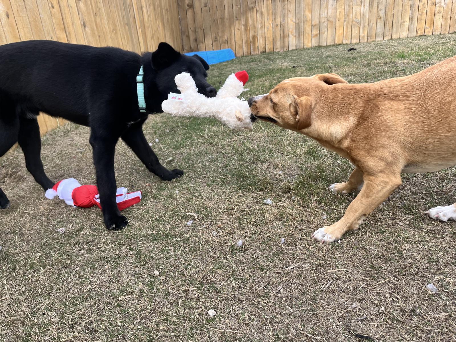 Enlarge Yin, a ADOPTABLE mixed breed in Luling, TX image 6/6