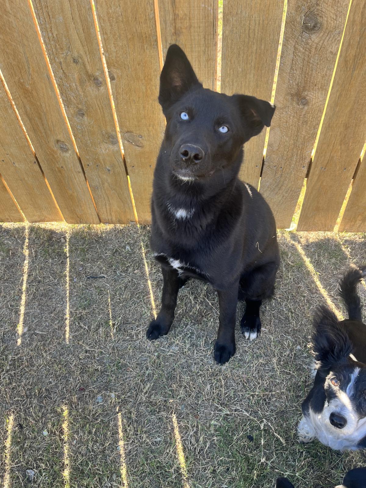 Enlarge Yin, a ADOPTABLE mixed breed in Luling, TX image 1/6