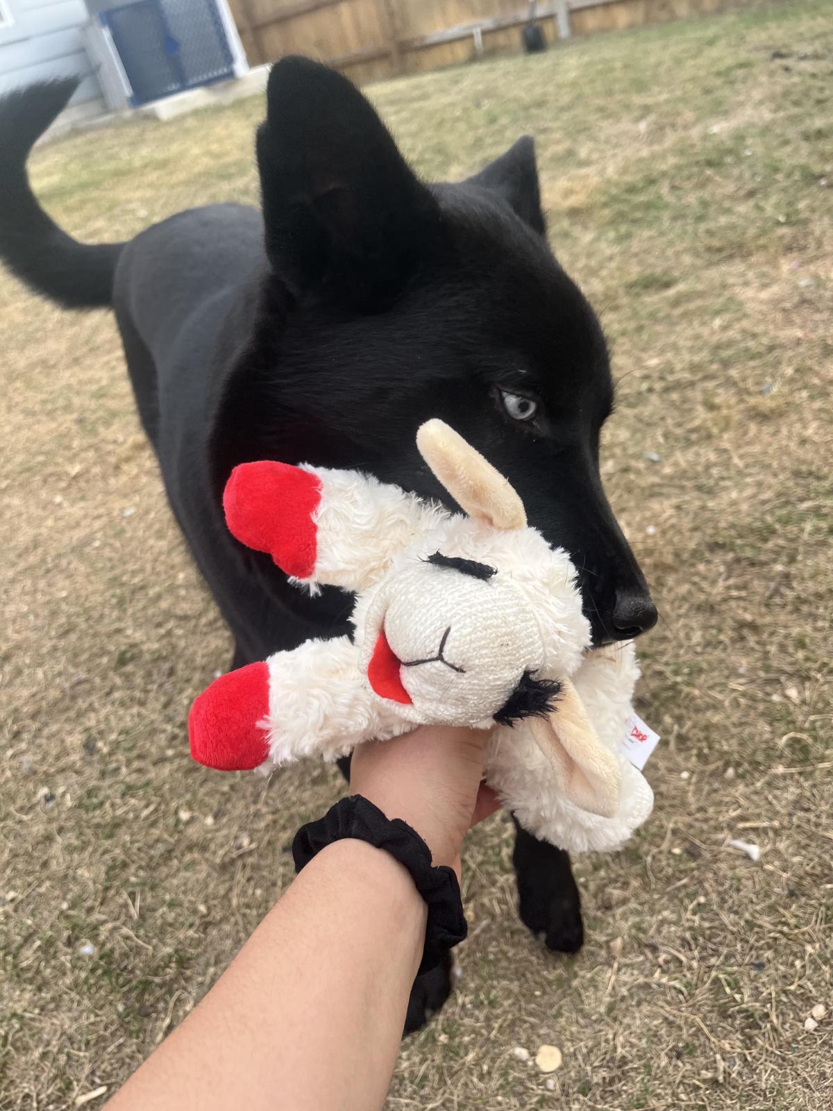 Enlarge Yin, a ADOPTABLE mixed breed in Luling, TX image 5/6