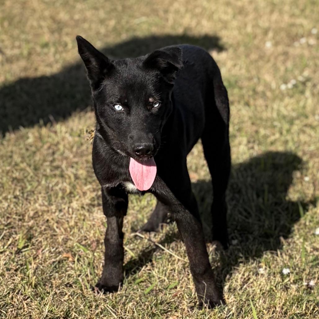 Enlarge Yin, a ADOPTABLE mixed breed in Luling, TX image 2/6