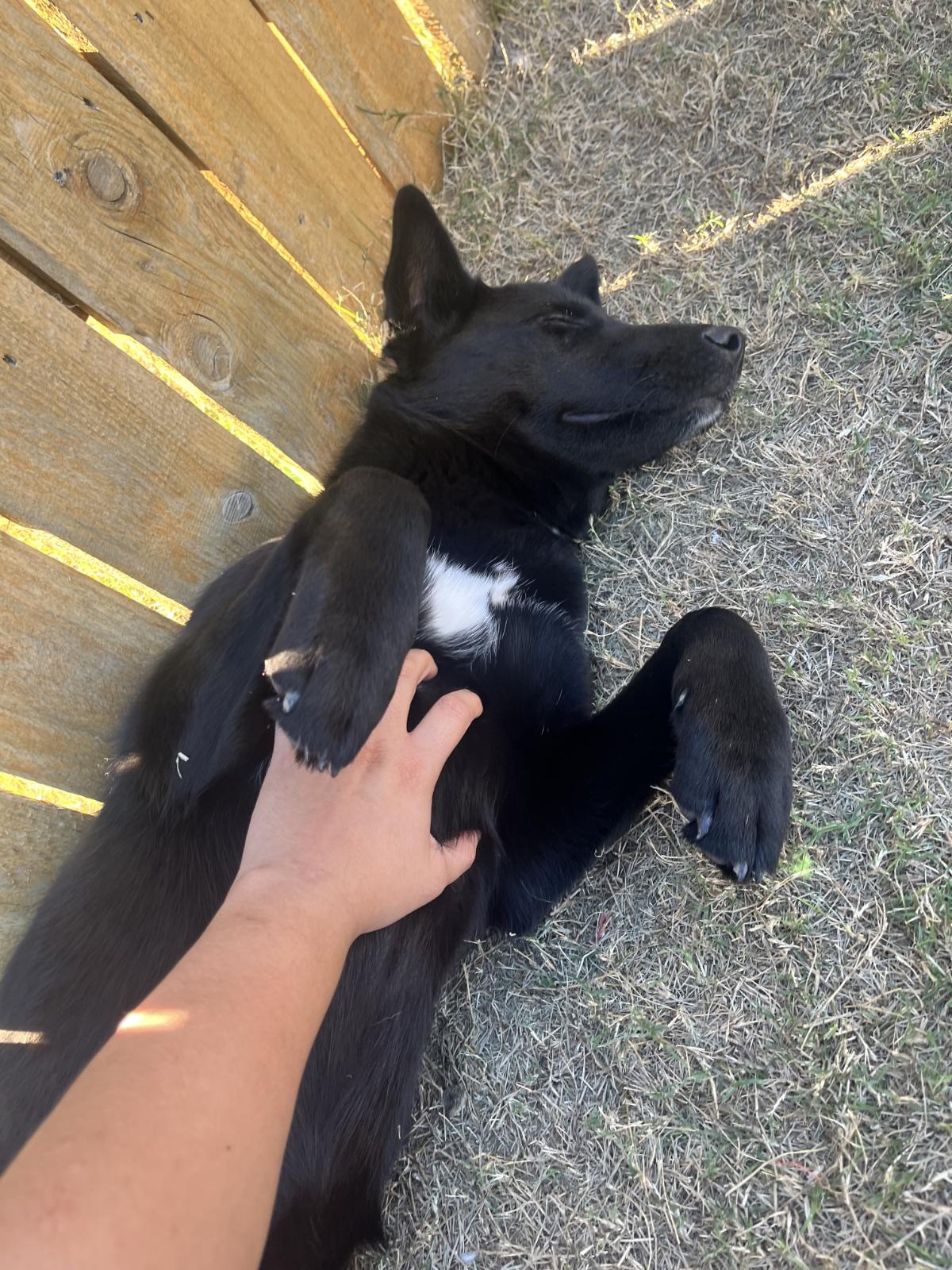 Enlarge Yin, a ADOPTABLE mixed breed in Luling, TX image 3/6