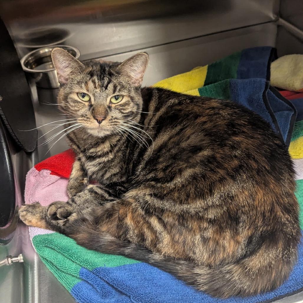 Electra, Adoptable, Adult Female Domestic Short Hair.