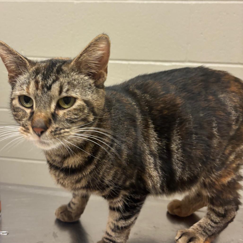 Enlarge Electra, a Adoptable Domestic Short Hair in Bristol, IN image 2/2