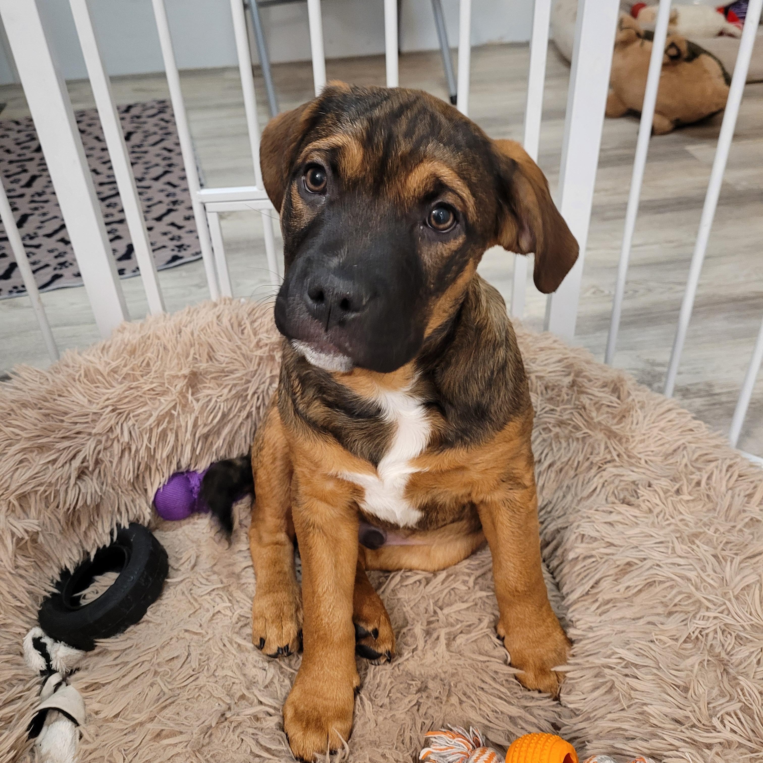 Morgan, a ADOPTABLE mixed breed in Sequim, WA image 1/6