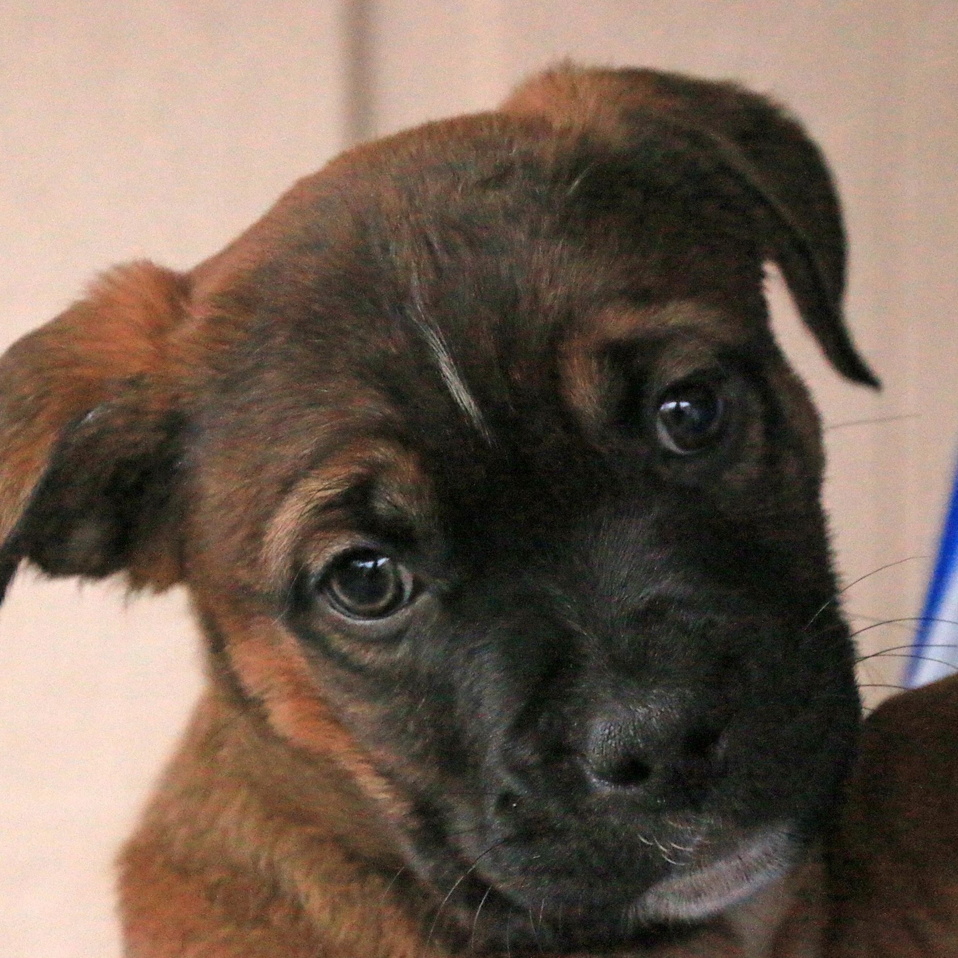 Morgan, a ADOPTABLE mixed breed in Sequim, WA image 3/6