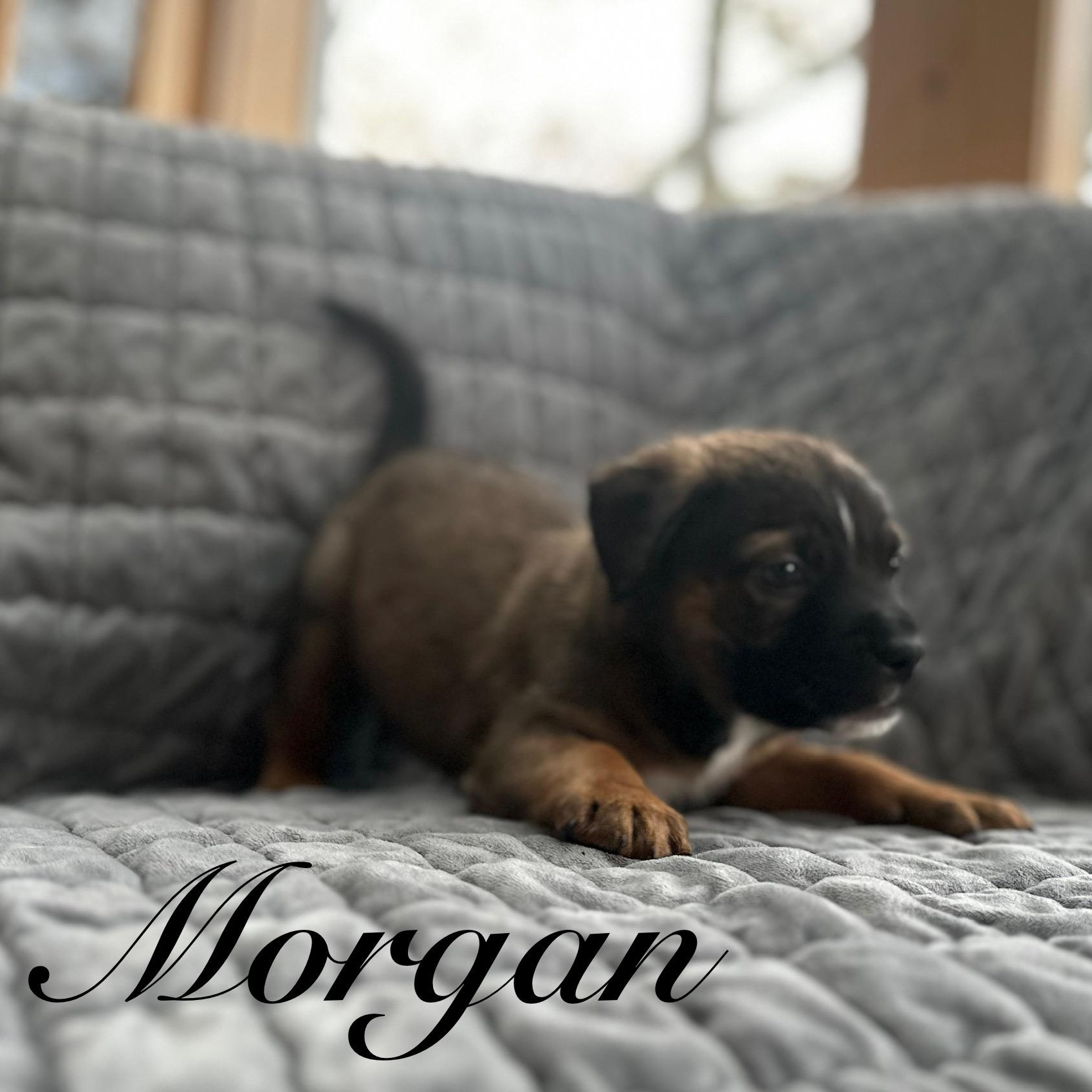 Morgan, a ADOPTABLE mixed breed in Sequim, WA image 4/6