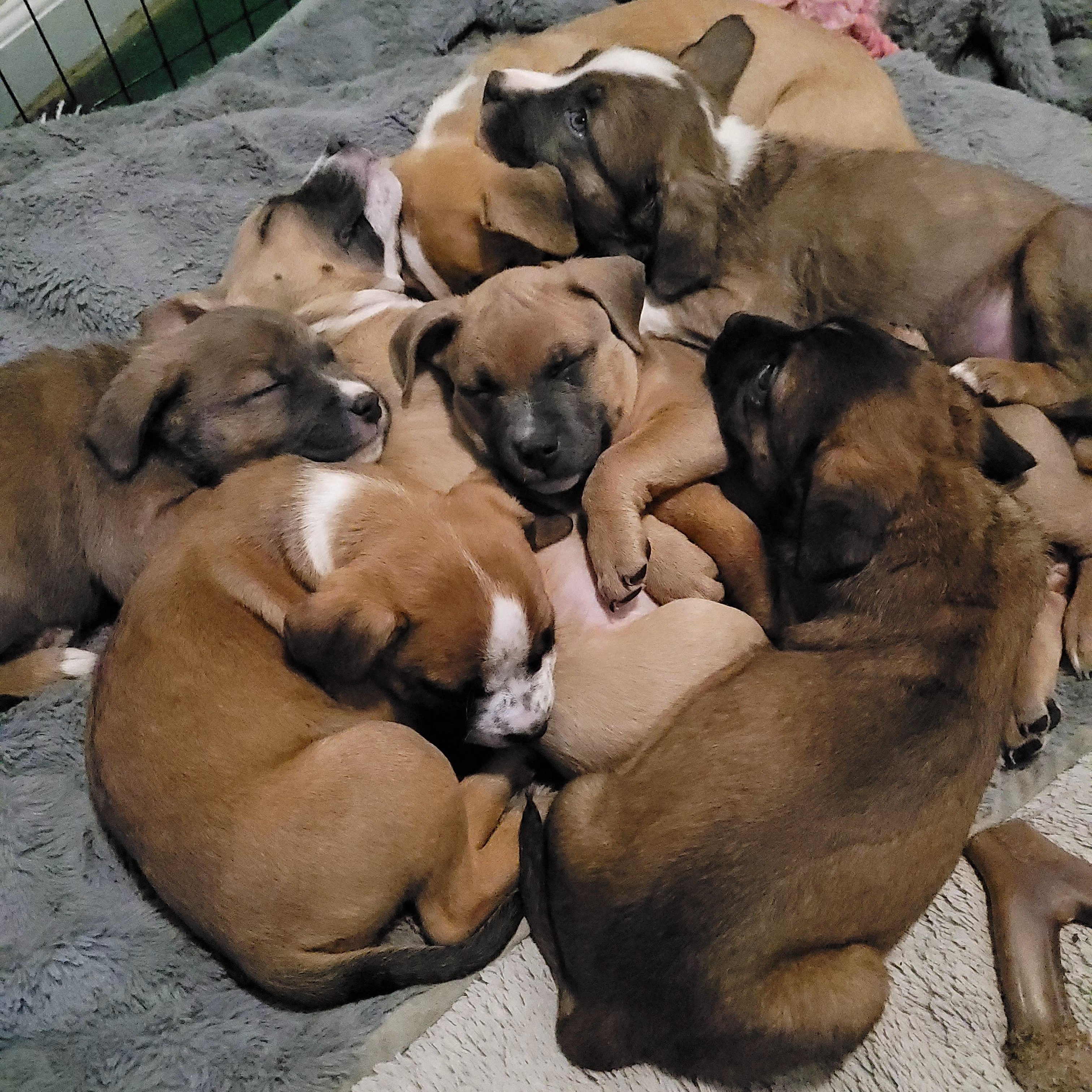 Morgan, a ADOPTABLE mixed breed in Sequim, WA image 6/6