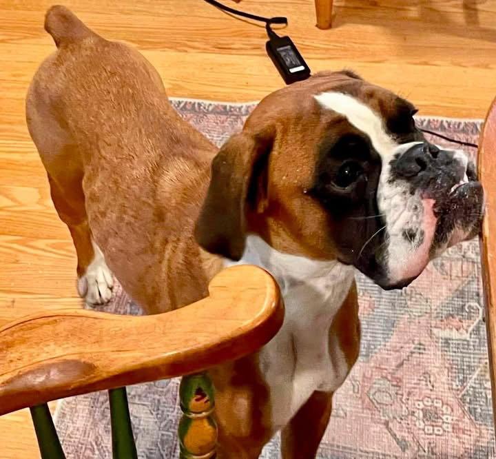 Ilka, a Adopted Boxer in Monticello, NY image 2/3