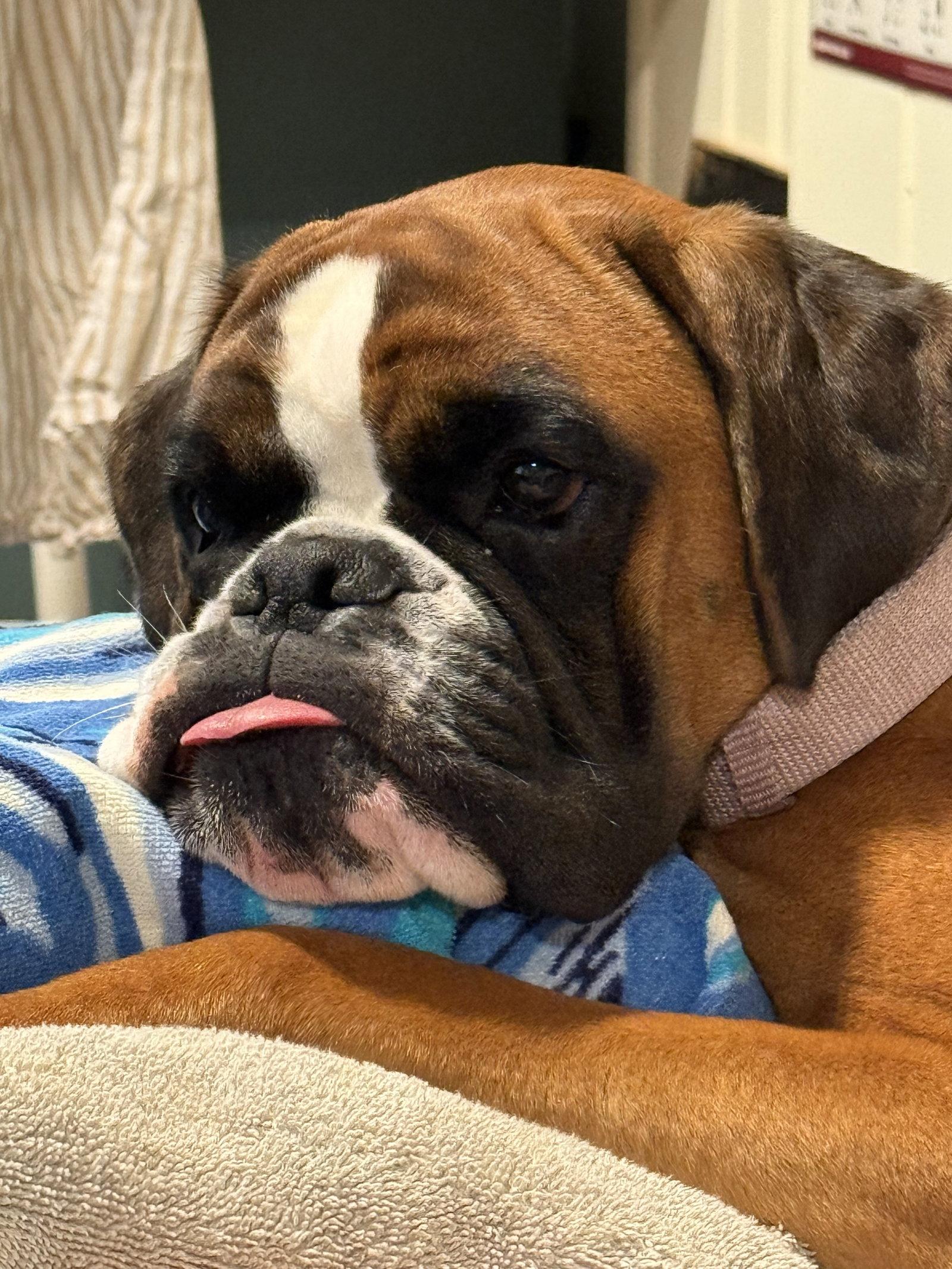Ilka, a Adopted Boxer in Monticello, NY image 3/3