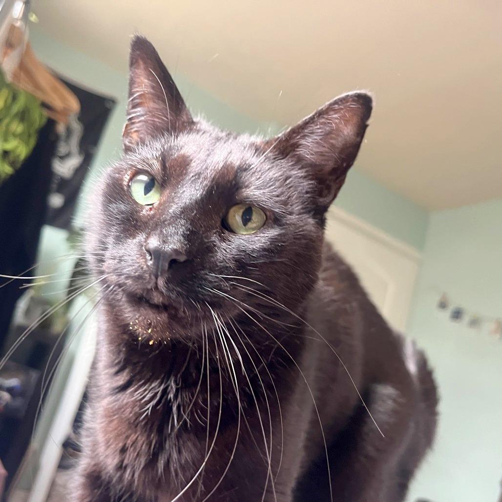 Monsieur Pierre Binx, a Adoptable mixed breed in Philadelphia, PA image 2/6