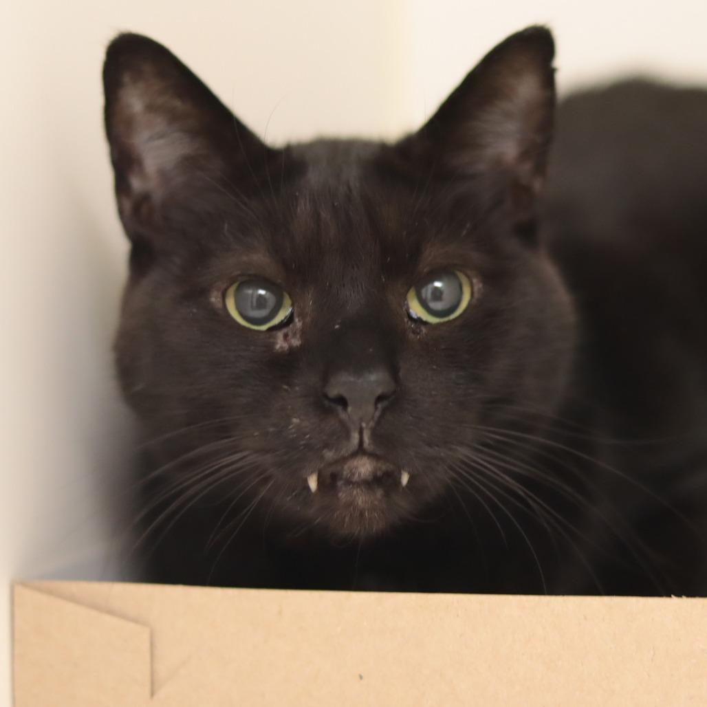 Monsieur Pierre Binx, a Adoptable mixed breed in Philadelphia, PA image 3/6