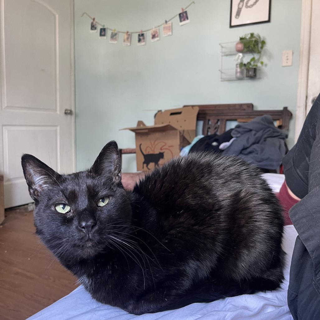 Monsieur Pierre Binx, Adoptable, Senior Male Domestic Short Hair & Mixed Breed.