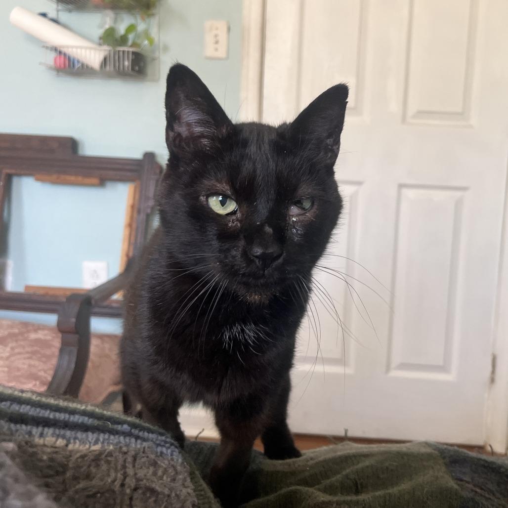 Monsieur Pierre Binx, a Adoptable mixed breed in Philadelphia, PA image 4/6