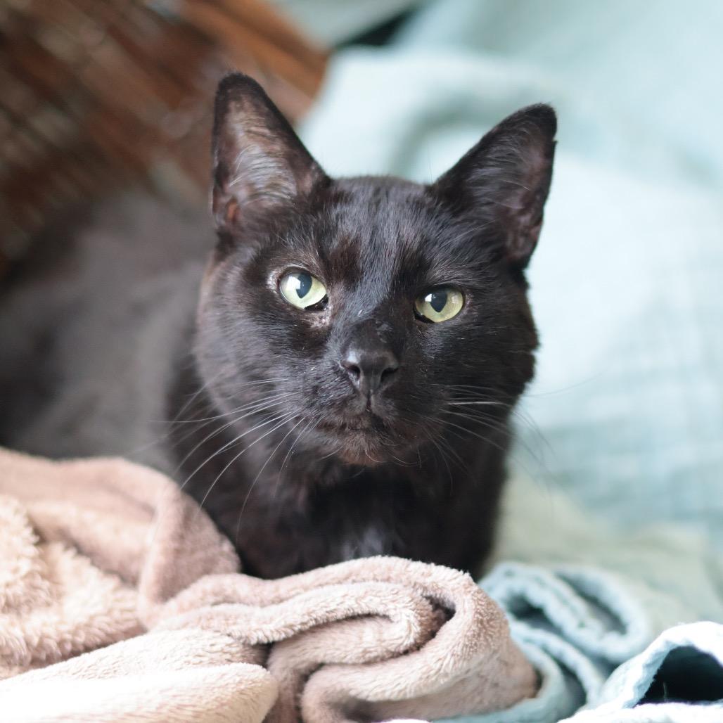 Enlarge Monsieur Pierre Binx, a Adoptable mixed breed in Philadelphia, PA image 3/5