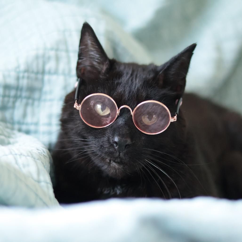 Enlarge Monsieur Pierre Binx, a Adoptable mixed breed in Philadelphia, PA image 4/5