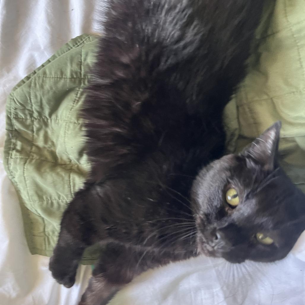 Monsieur Pierre Binx, a Adoptable mixed breed in Philadelphia, PA image 5/6