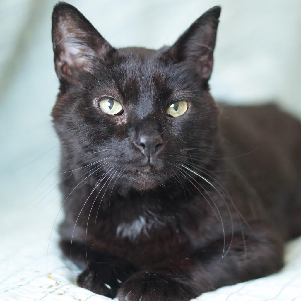Enlarge Monsieur Pierre Binx, a Adoptable mixed breed in Philadelphia, PA image 5/5