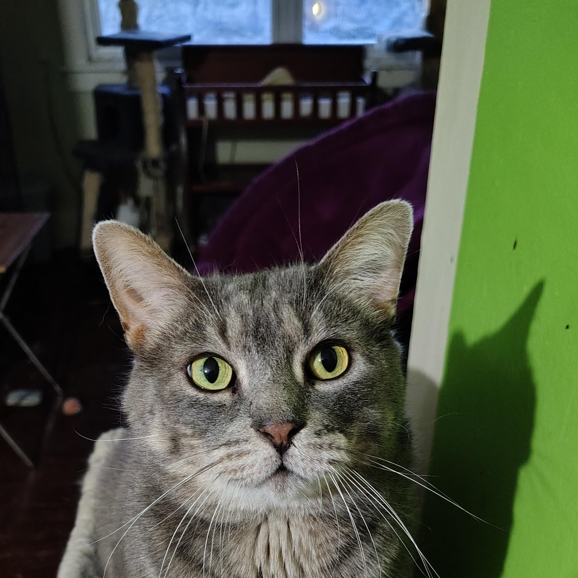 Church, ADOPTABLE, Adult Male Domestic Short Hair.