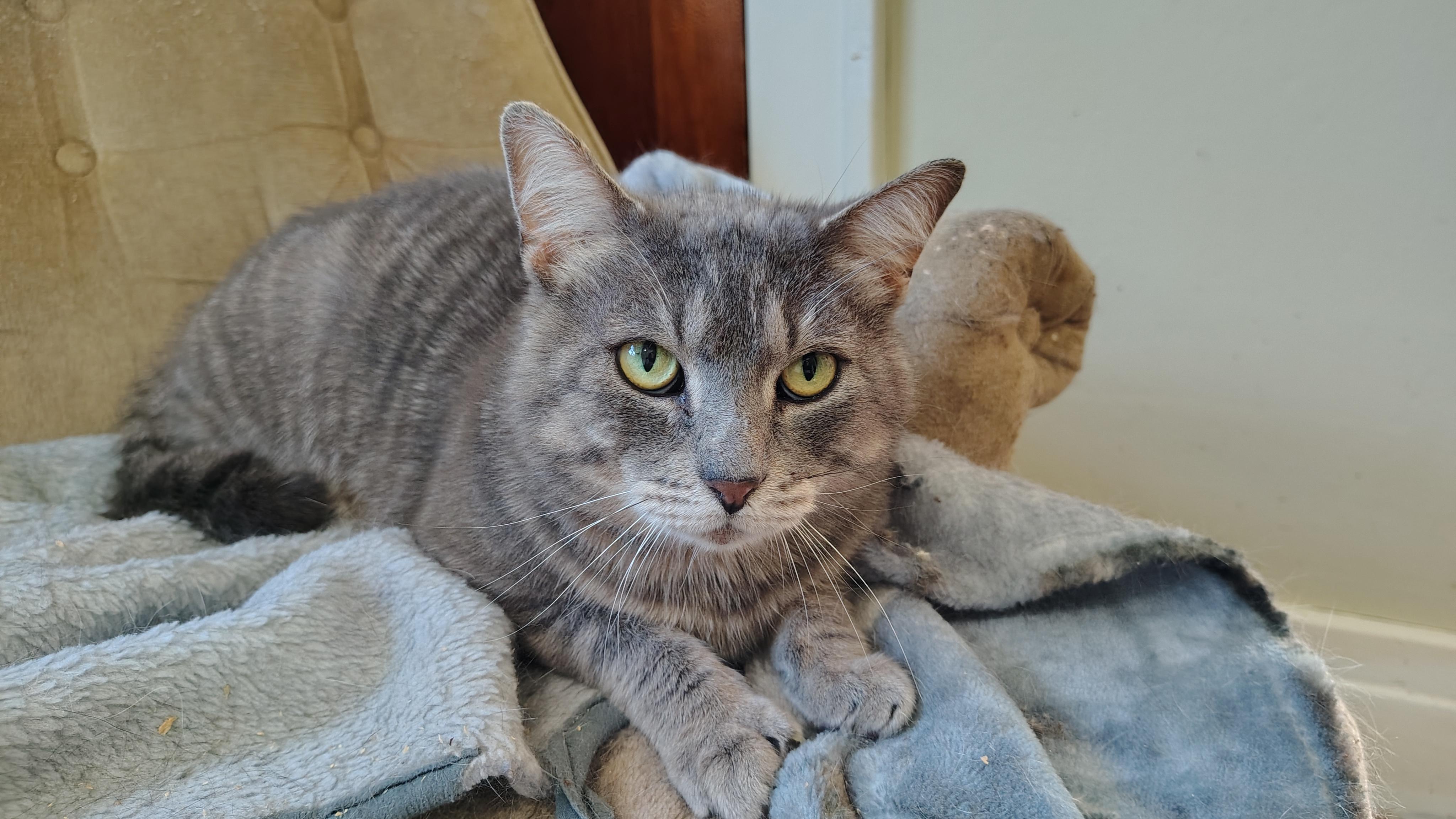 Enlarge Church, a ADOPTABLE Domestic Short Hair in Buffalo, NY image 4/4