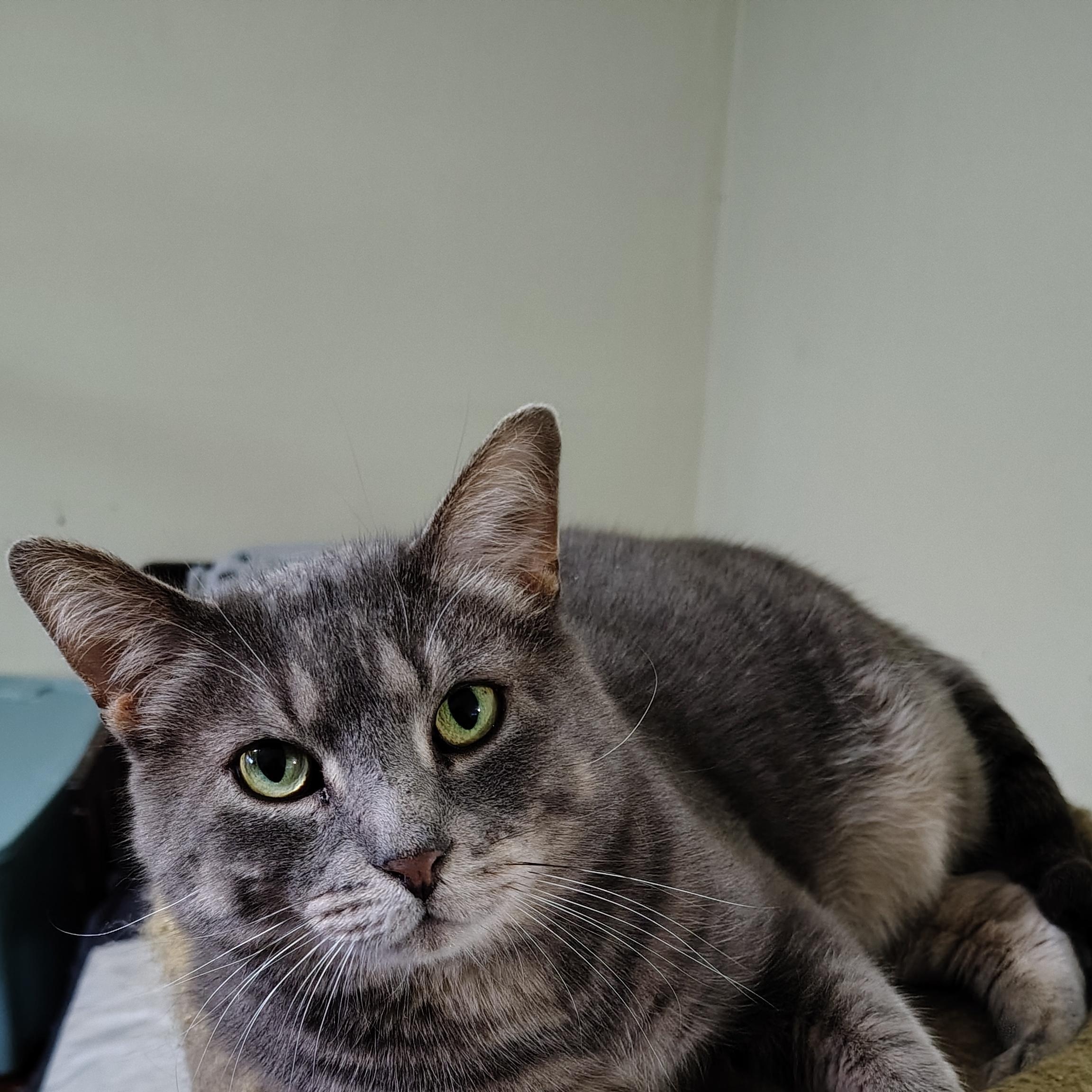 Enlarge Church, a ADOPTABLE Domestic Short Hair in Buffalo, NY image 3/4