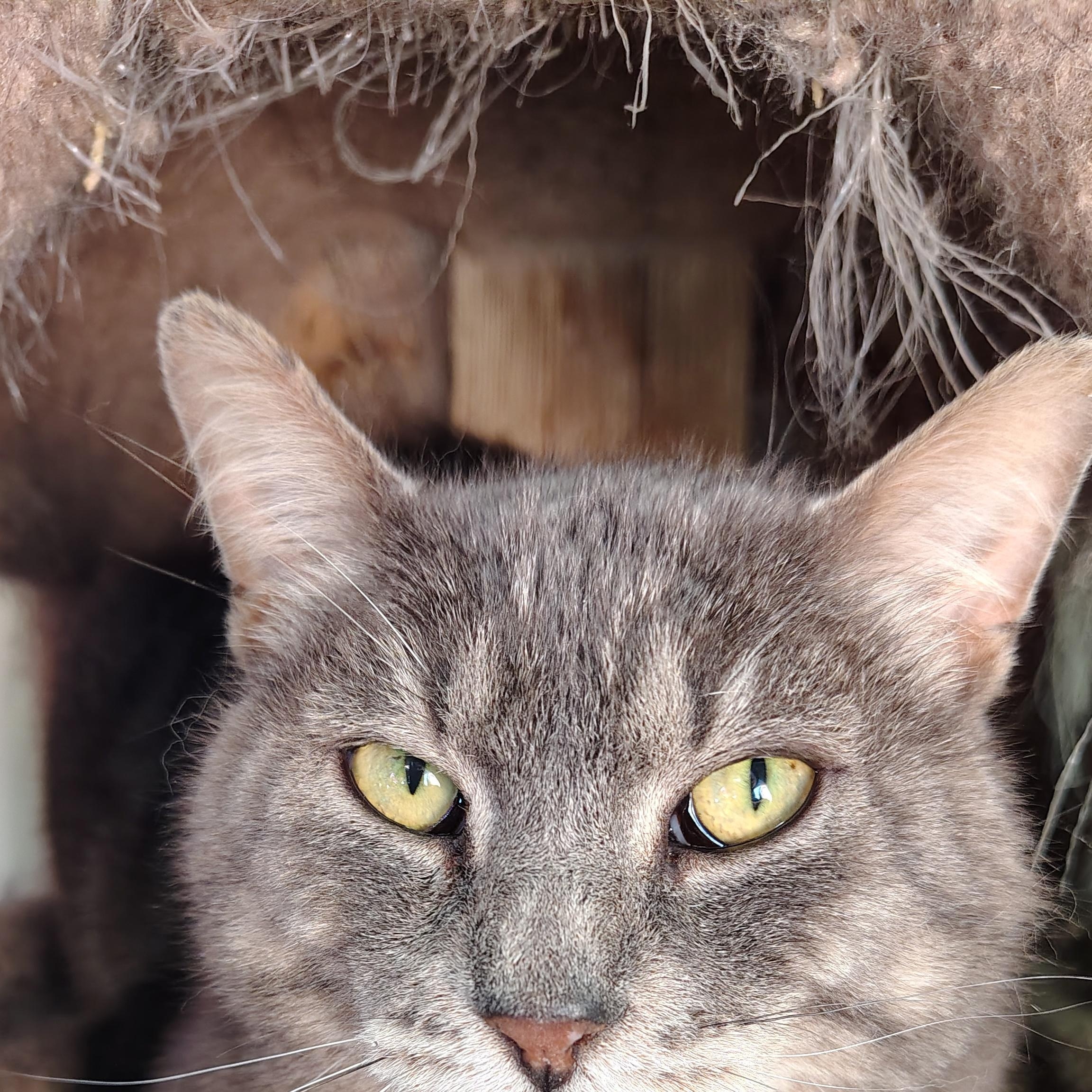 Enlarge Church, a ADOPTABLE Domestic Short Hair in Buffalo, NY image 2/4