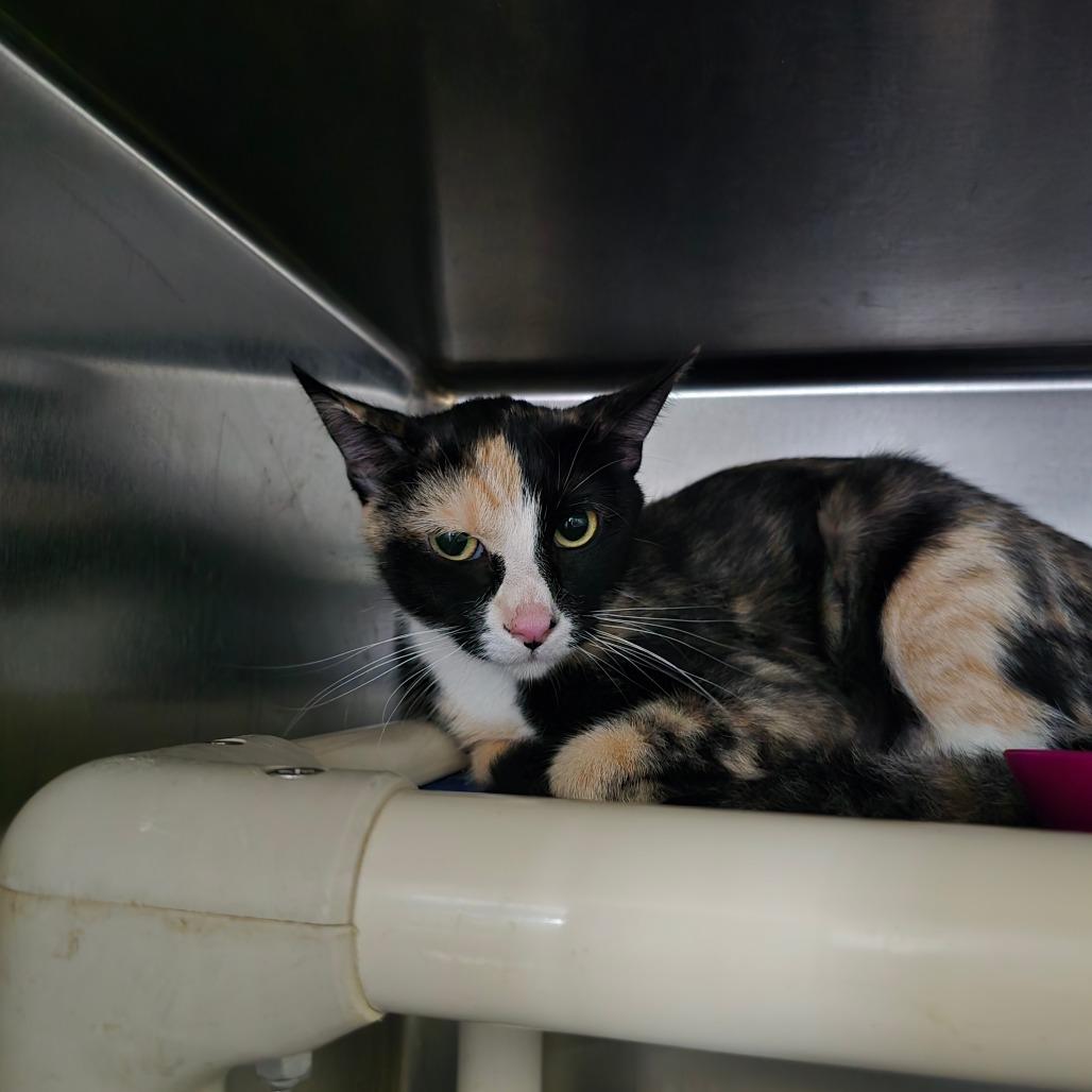 Enlarge Shiva, a Adoptable Domestic Short Hair in Hanna City, IL image 1/2