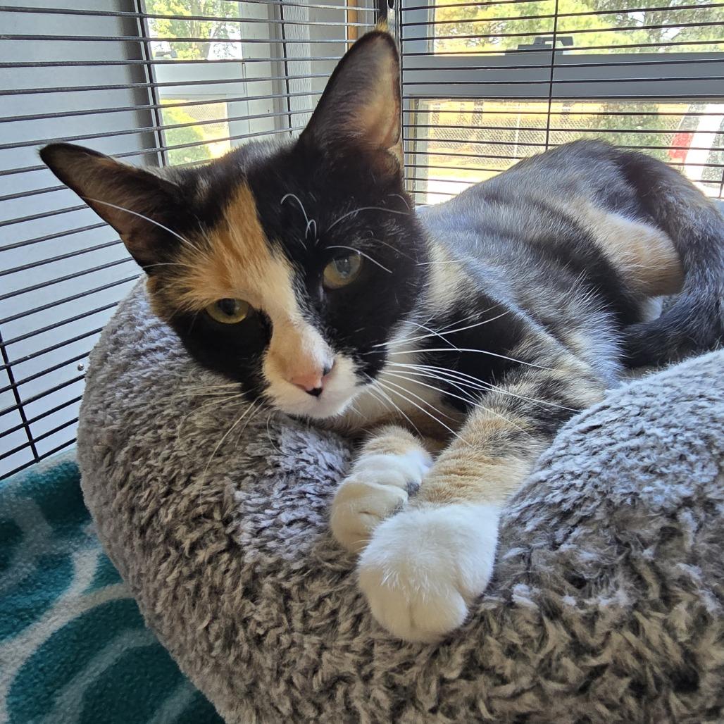 Enlarge Shiva, a Adoptable Domestic Short Hair in Hanna City, IL image 2/2