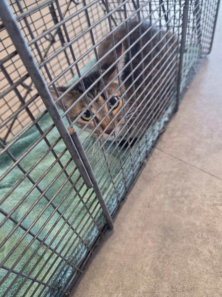 Muffy, Adoptable, Young Female Domestic Short Hair.