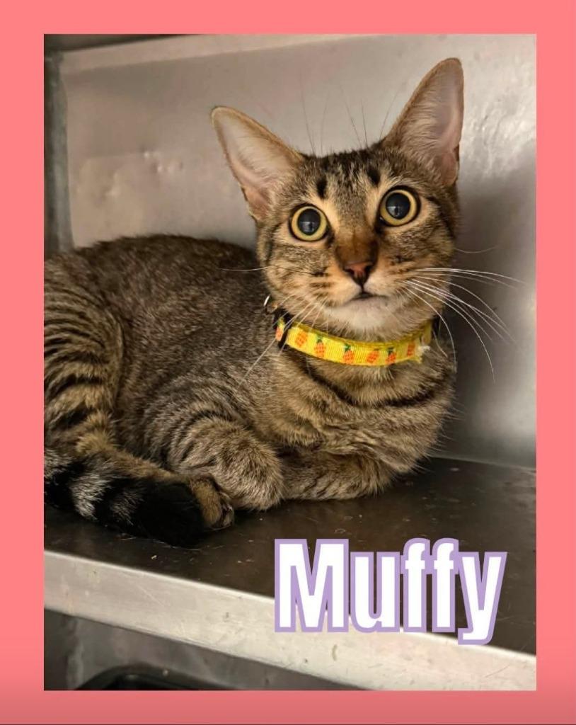 Enlarge Muffy, a Adoptable mixed breed in Bossier City, LA image 2/3