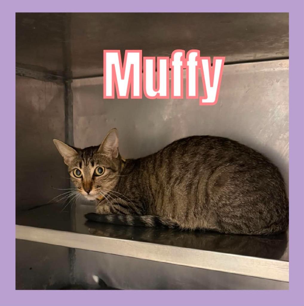 Enlarge Muffy, a Adoptable mixed breed in Bossier City, LA image 3/3